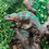 Thumbnail: Sub Adult Red Bar Ambilobe Panther Chameleon (Free Shipping over £750.00)