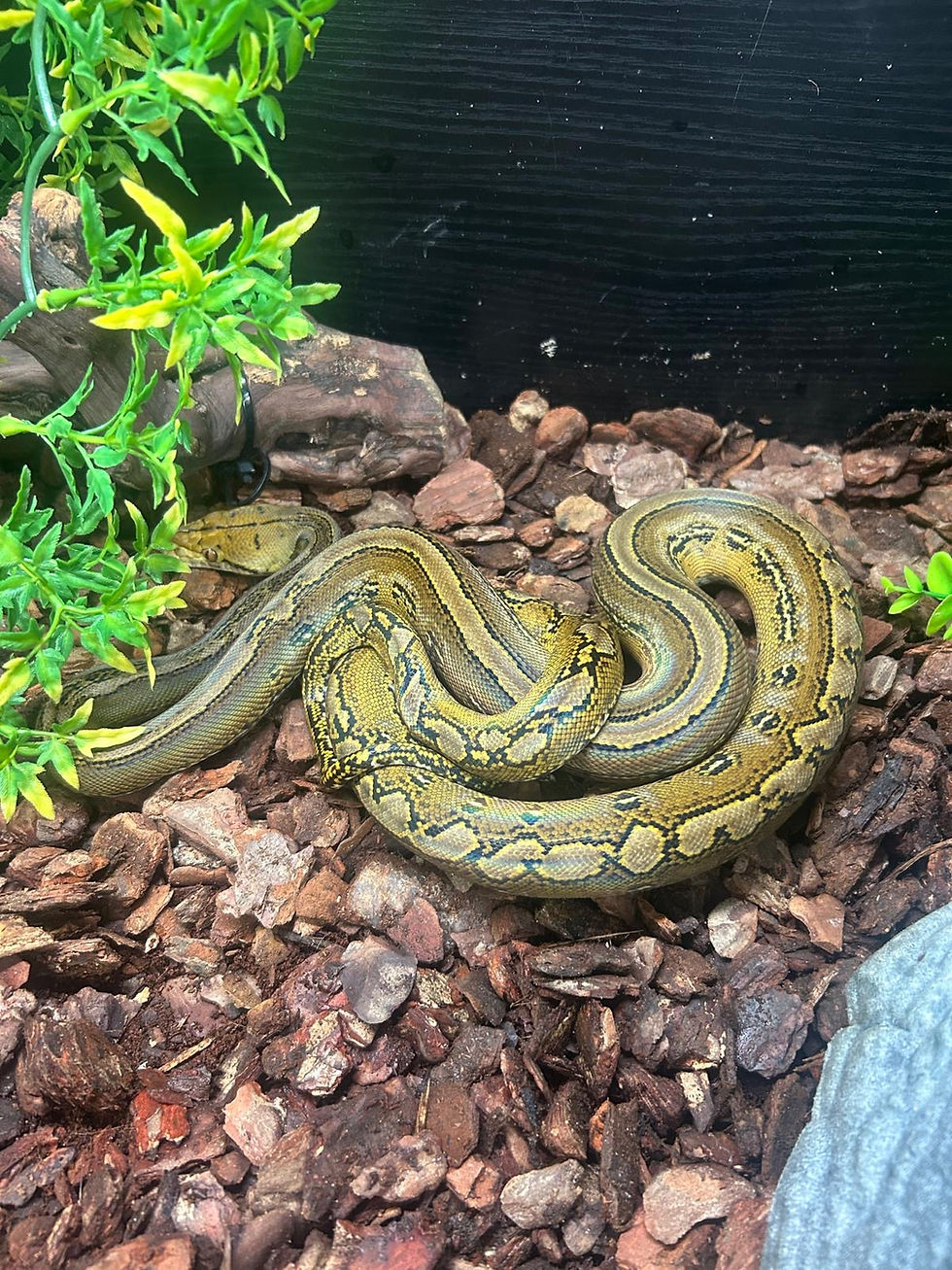 Thumbnail: Superdwarf  Marble Reticulated Python