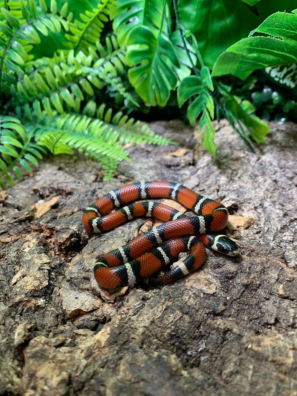 Thumbnail: Sinaloan Milk Snake