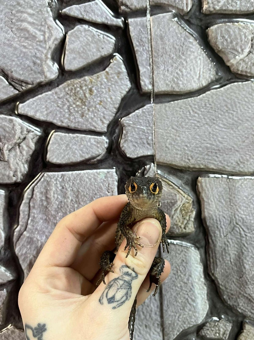 Thumbnail: Female Red Eyed Crocodile Skink (Free Shipping over £750)