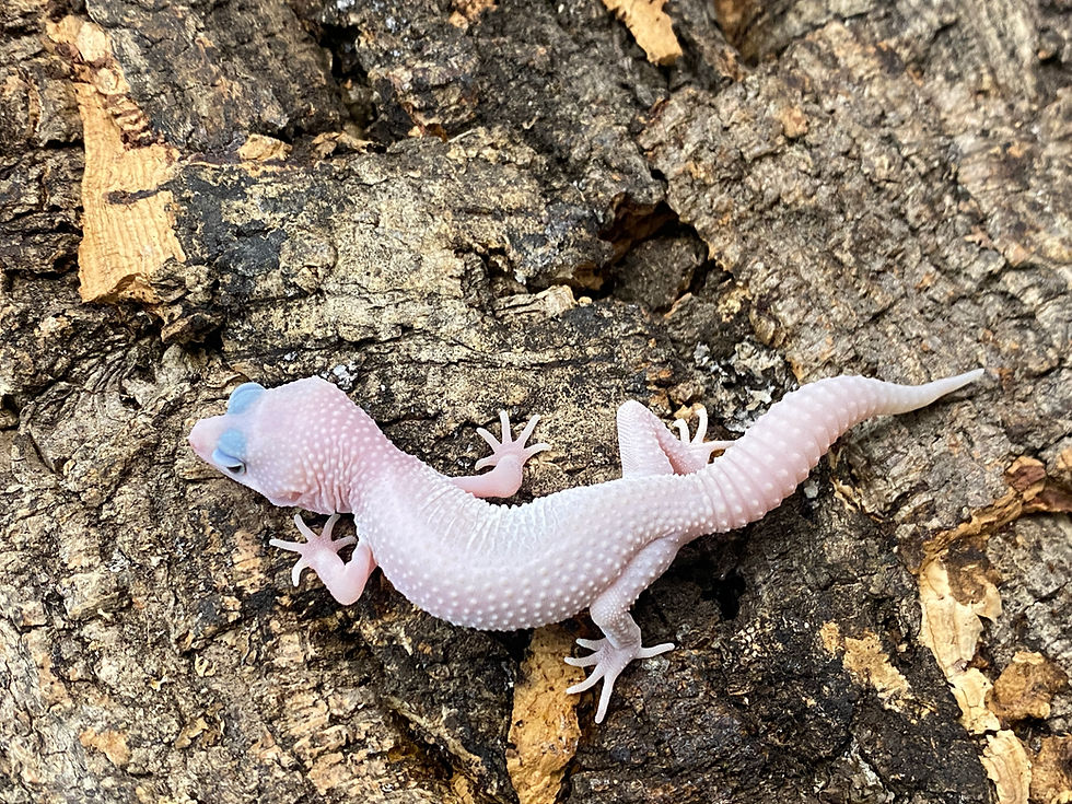 Thumbnail: Super Snow Tremper Patternless Leopard Gecko