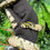 Thumbnail: Female Mandarin Rat Snake (Free Shipping over £750)