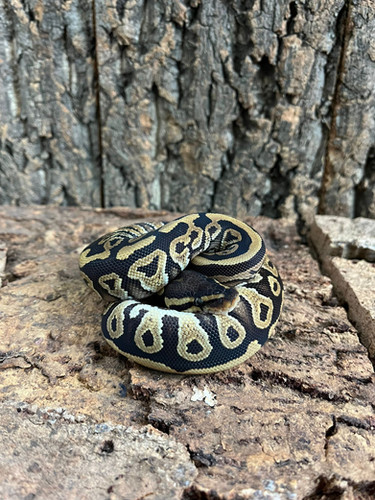 Mojave Royal Python | Birmingham Reptiles