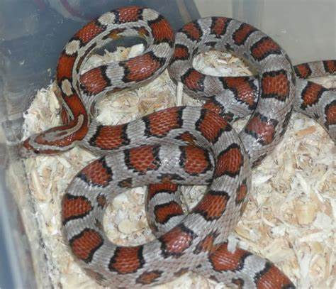 Thumbnail: Miami Corn Snake