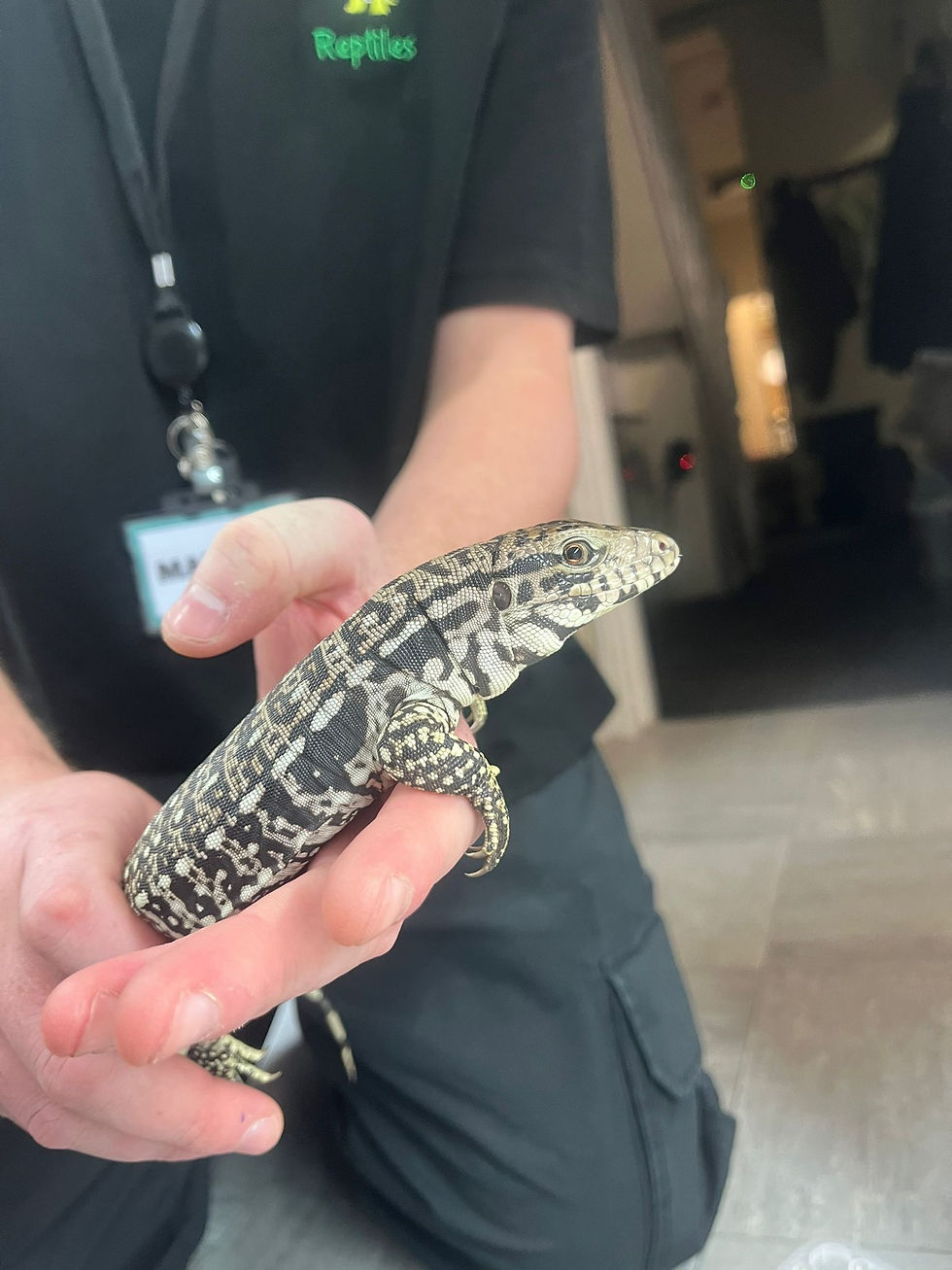 Thumbnail: Black and White x Red Tegu (Fee Shipping overe £750)