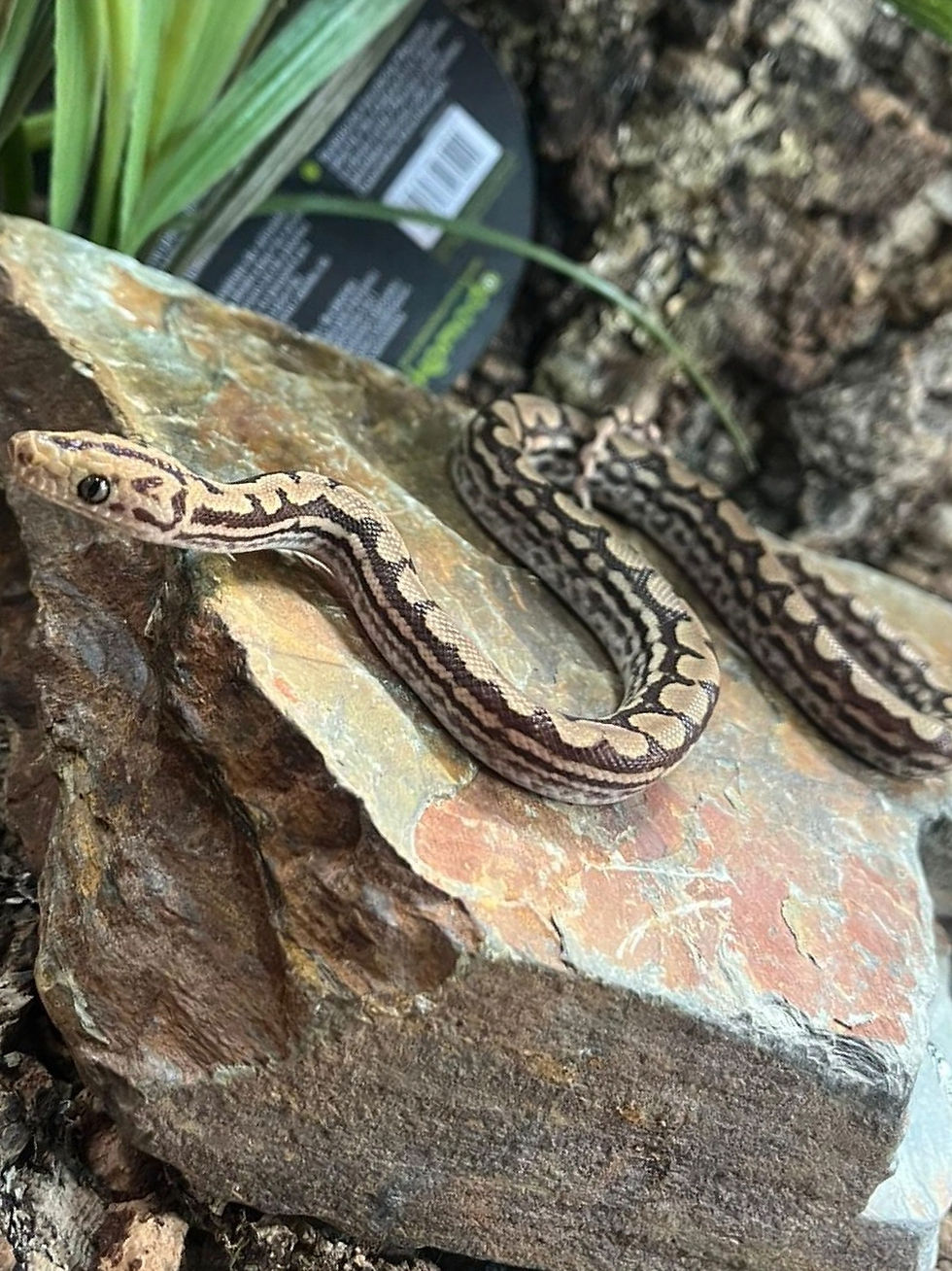 Thumbnail: T+ Albino Columbian Rainbow Boa