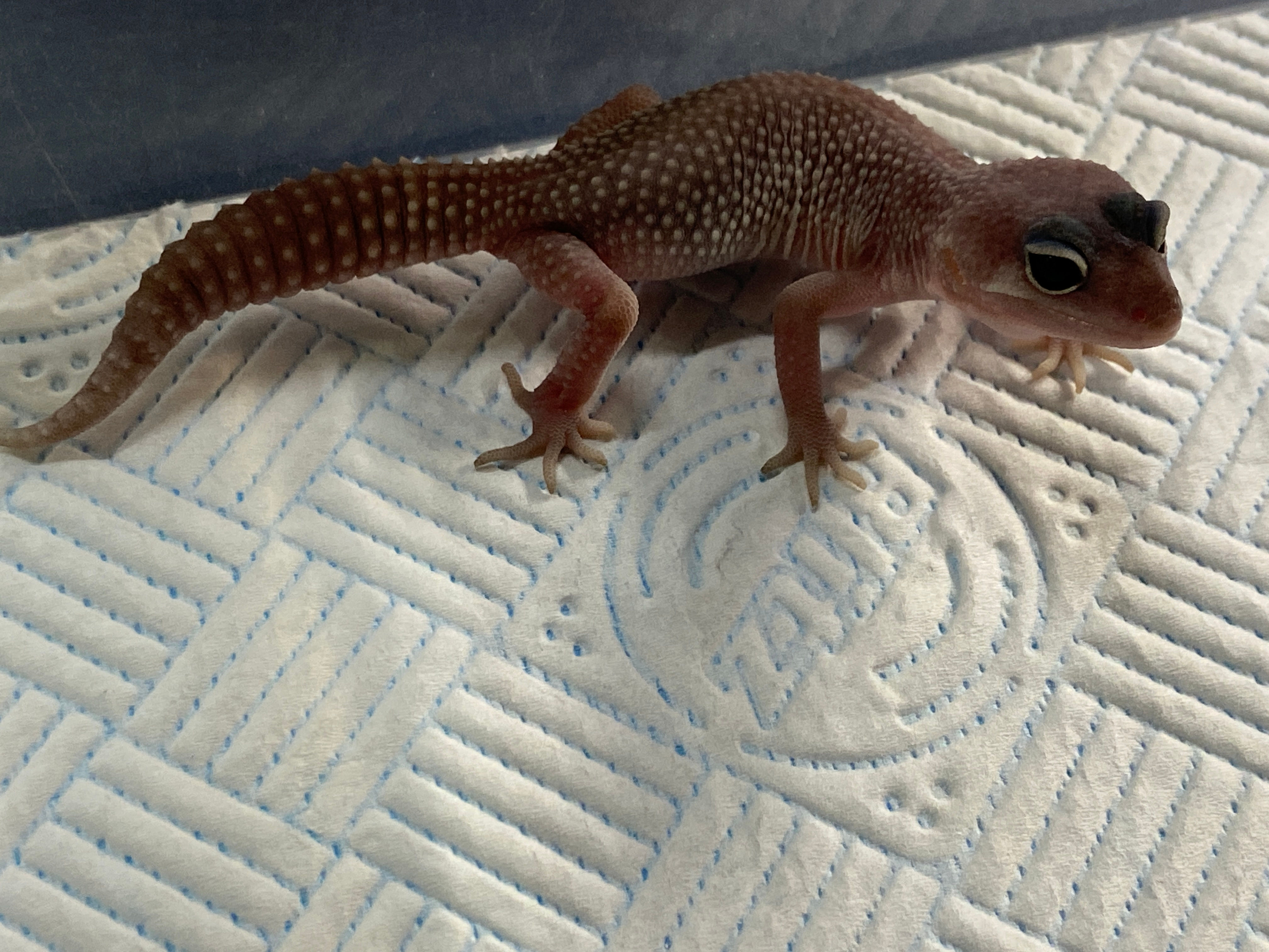 Blizzard Leopard Gecko