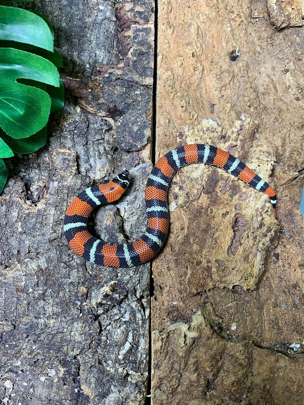 Thumbnail: Tricolour Hognose