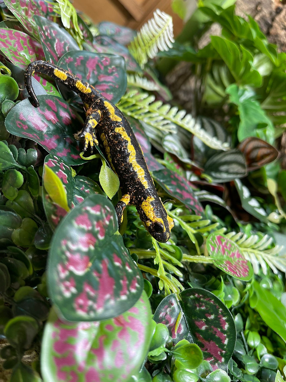 Thumbnail: Fire Salamander