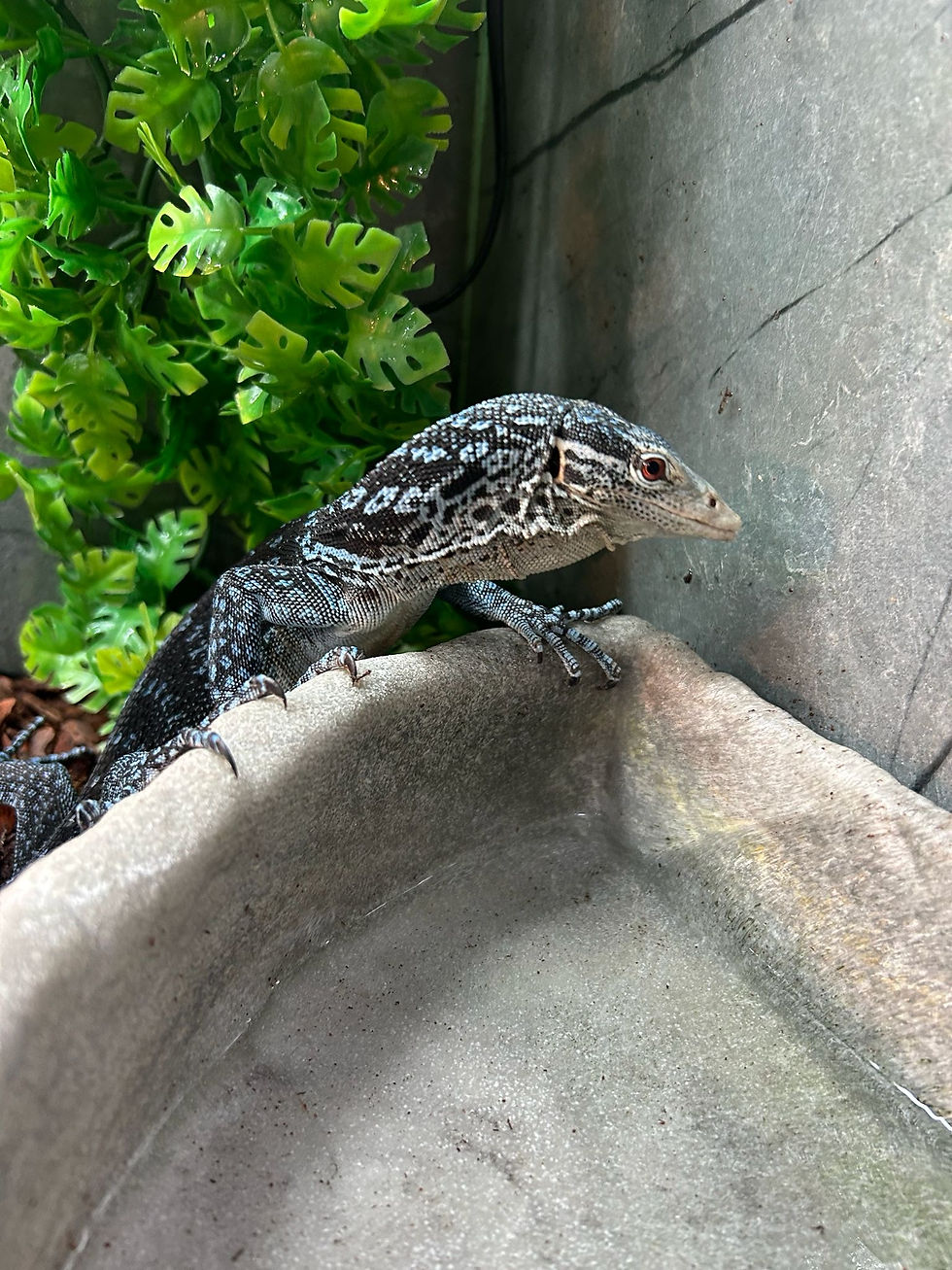 Thumbnail: Blue Tree Monitor (Free shipping to Mainland UK)