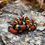 Thumbnail: Apricot Pueblan Milk Snake