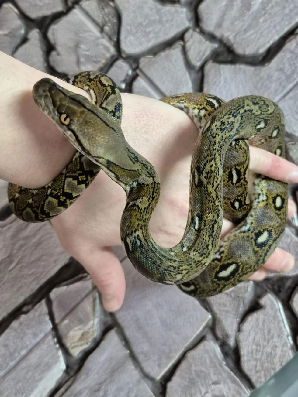 Thumbnail: Superdwarf het Anery Reticulated Python