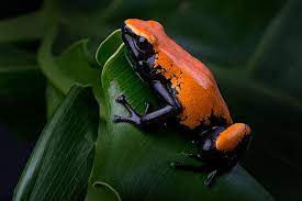 Orange Splashback Dart Frog