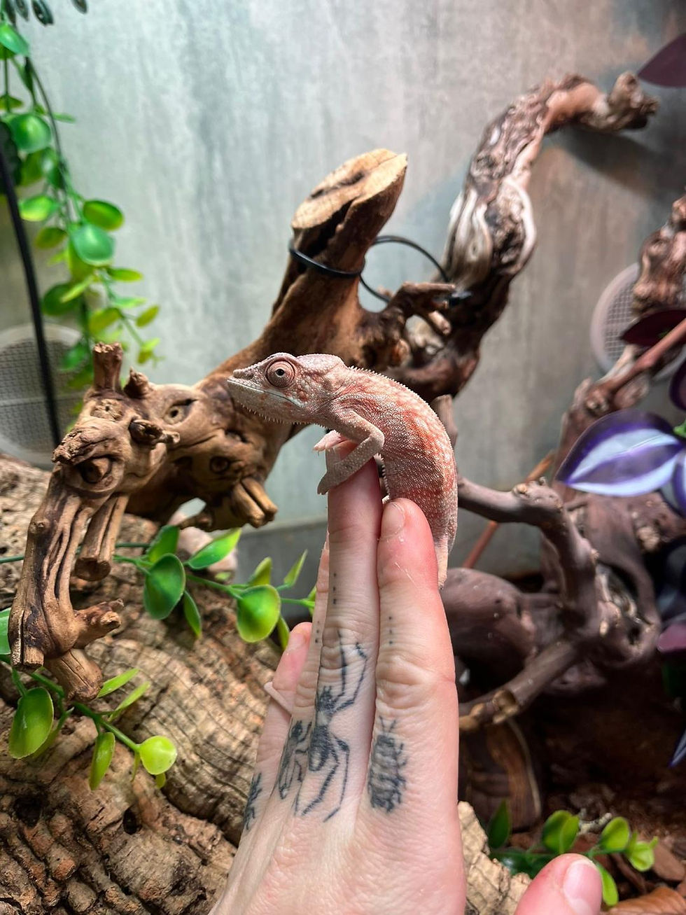 Red Bar Ambilobe Panther Chameleon