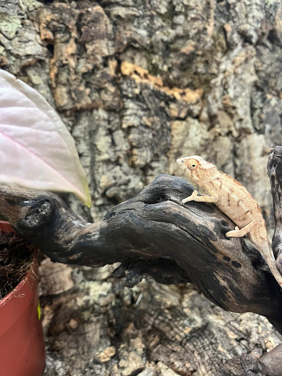 Blue Bar Ambilobe Panther Chameleon