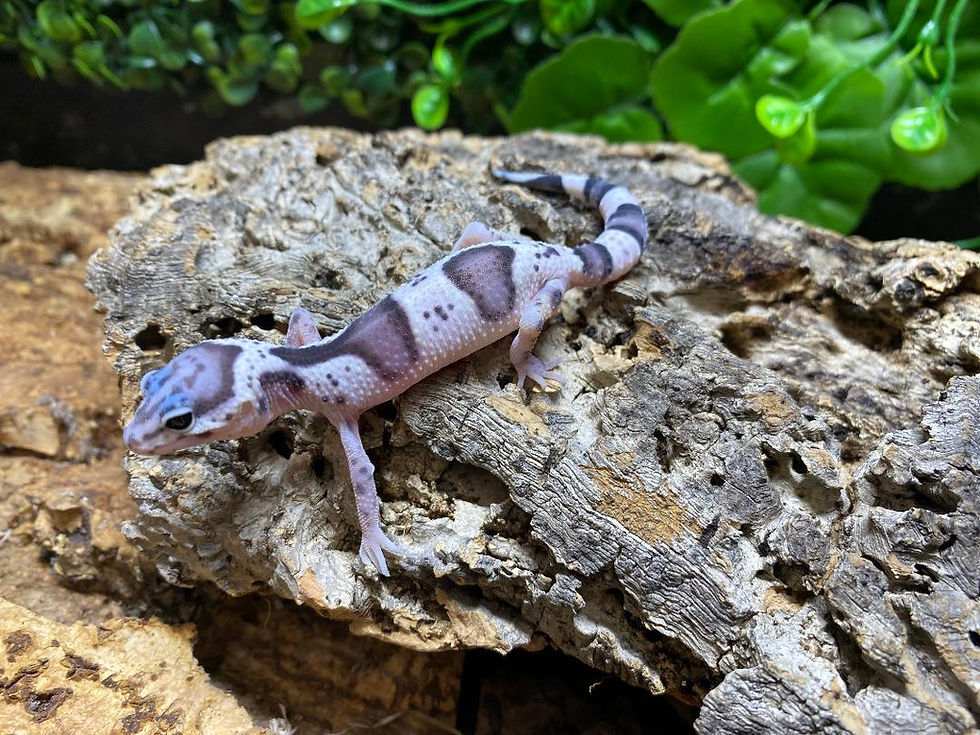 Thumbnail: Tug Snow Leopard Gecko