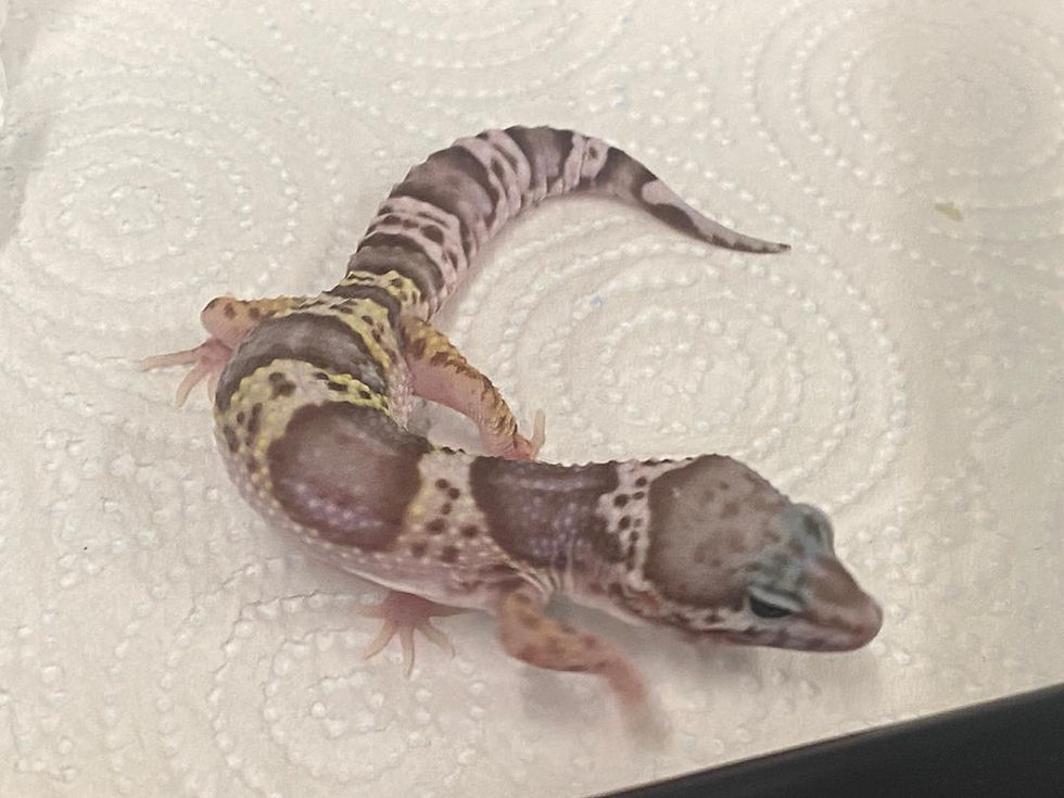 Thumbnail: Mack Snow Tremper Albino Leopard Gecko