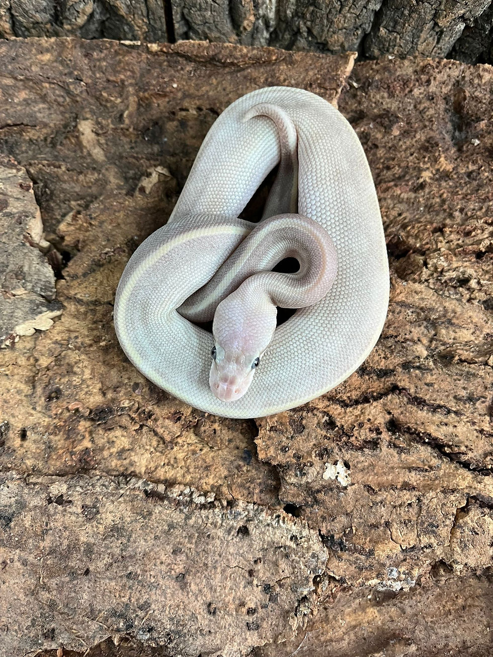 Thumbnail: Purple Passion Royal Python