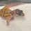 Thumbnail: Murphy Patternless Leopard Gecko