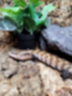 Thumbnail: Merauke Blue Tongue Skink (Free Shipping over £750)