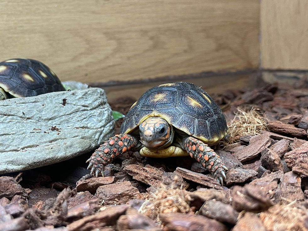 Red Foot Tortoise