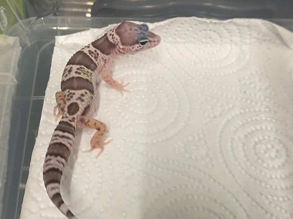 Thumbnail: Mack Snow Tremper Albino Leopard Gecko
