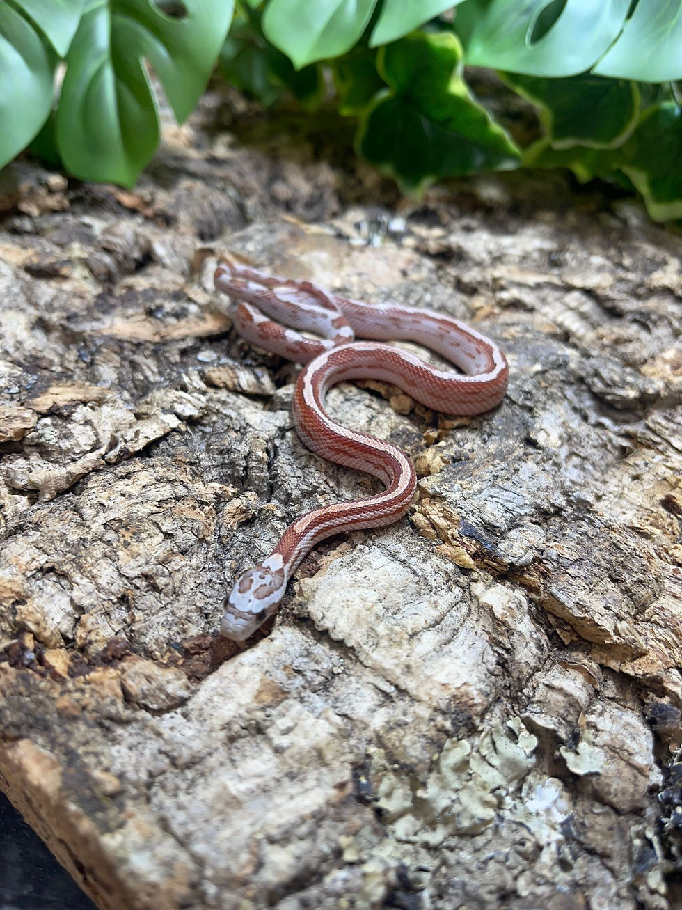 Snakes | Birmingham Reptiles and Pets | England 4/6