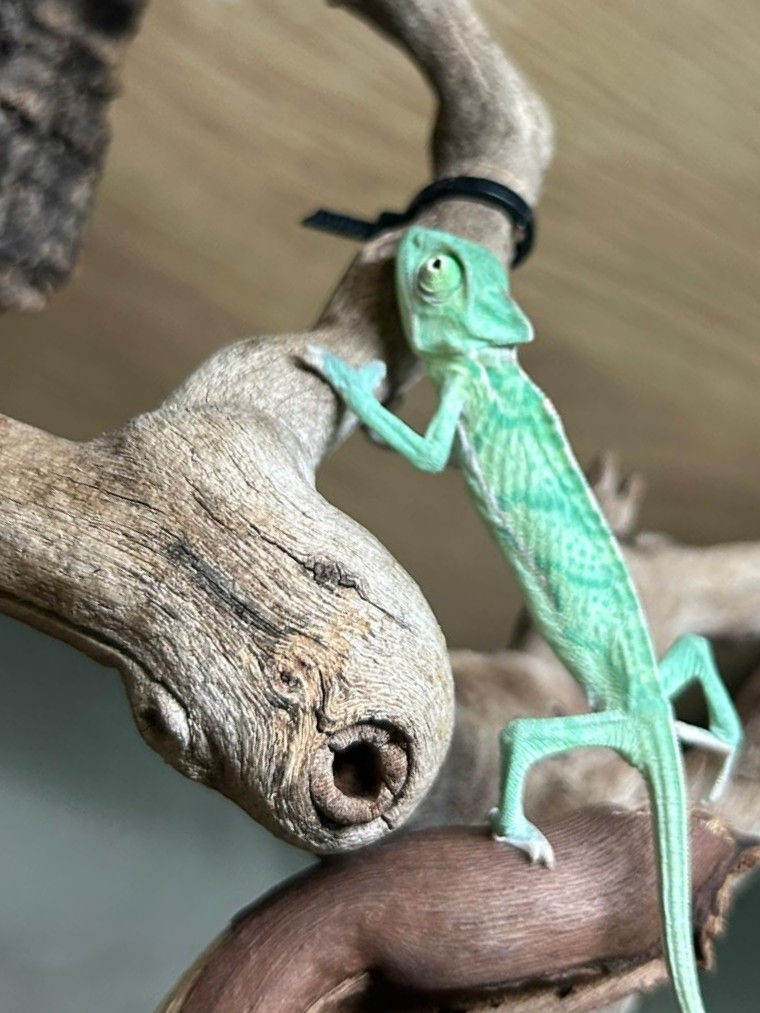 Thumbnail: Male Yemen Chameleon