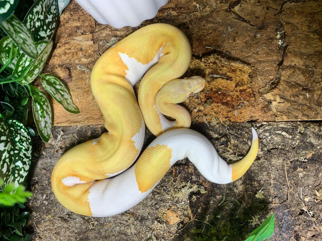 Enchi Albino Pied Royal Python