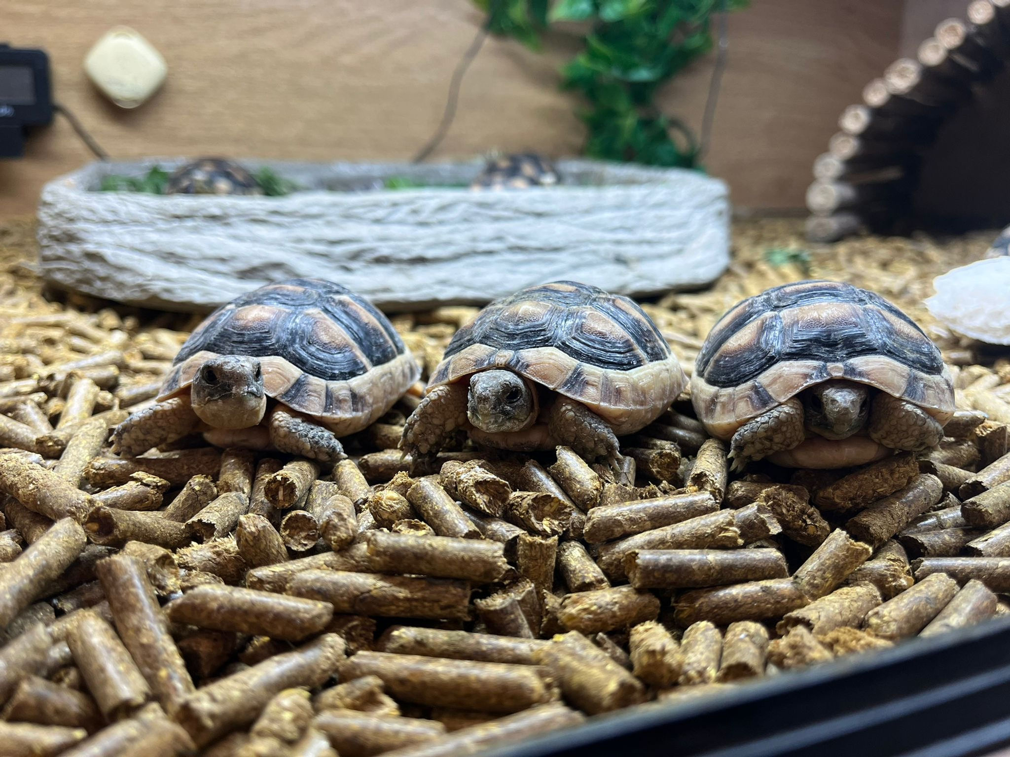 Marginated Tortoises