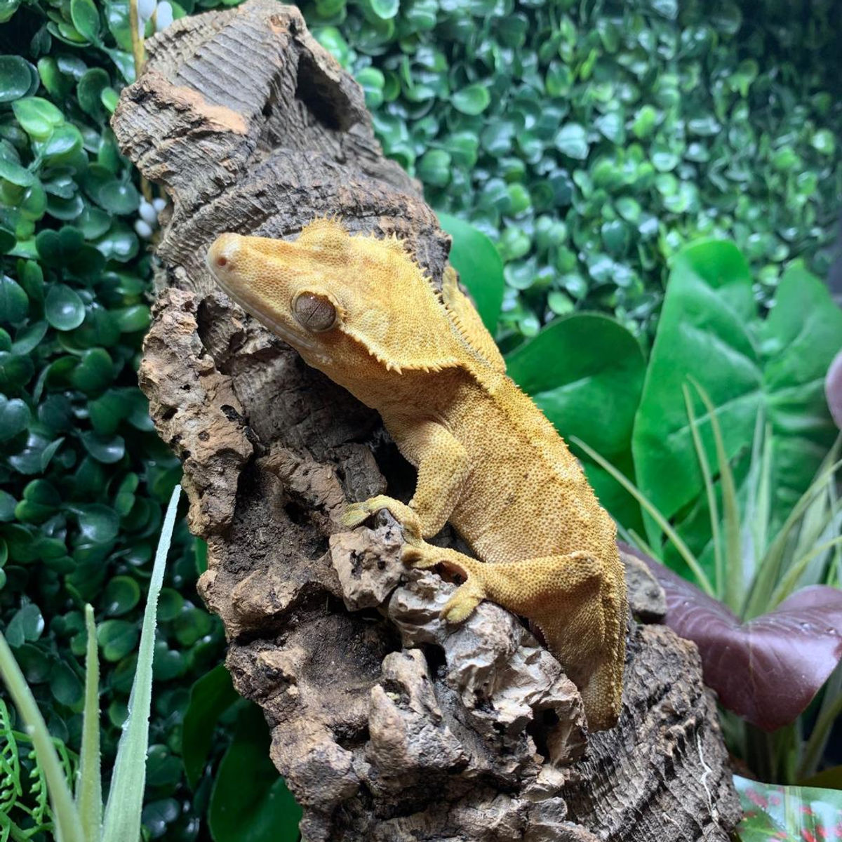 Adult Male Yellow Crested Gecko (Missing Tail)