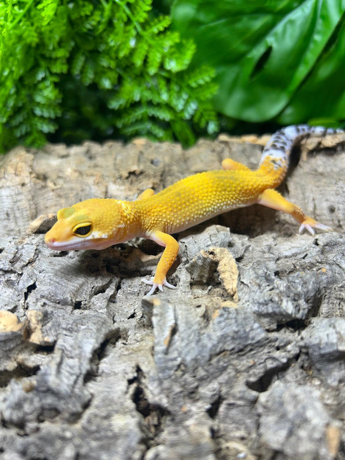 Super Hypo Leopard Gecko