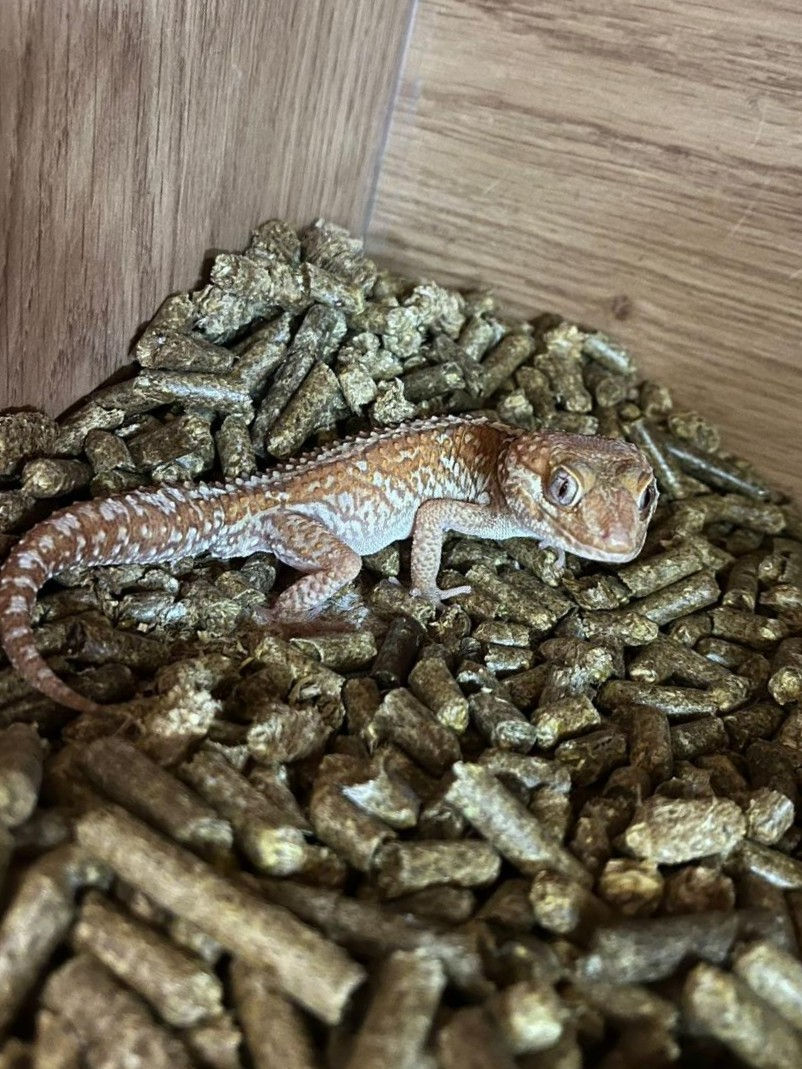 Thumbnail: Albino Madagascan Ground Gecko Male
