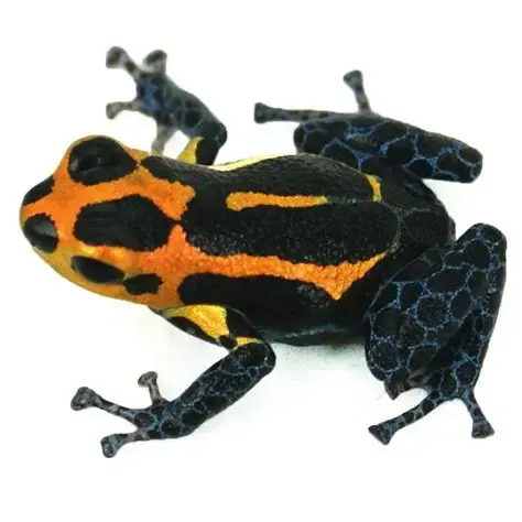 Ranitomeya Imitator Varadero Dart Frogs