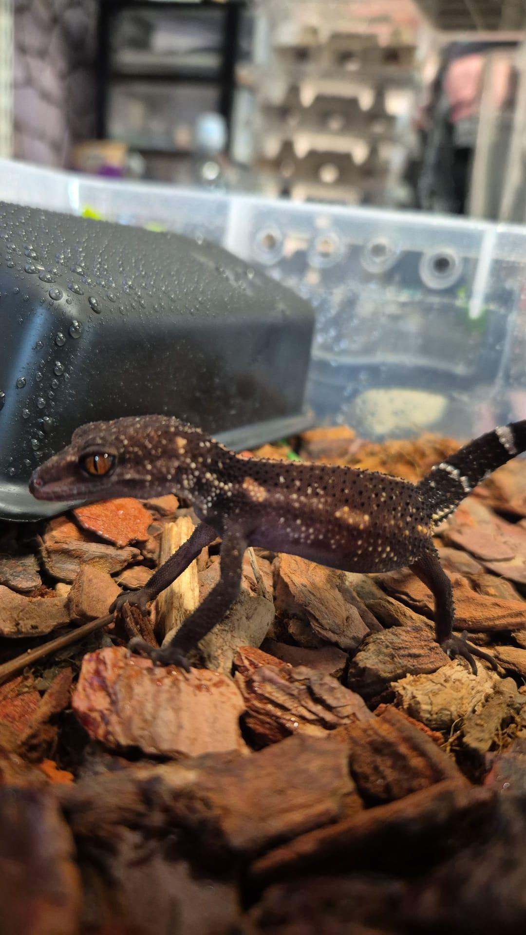 Japanese Cave Gecko (G. Kuroiwae)