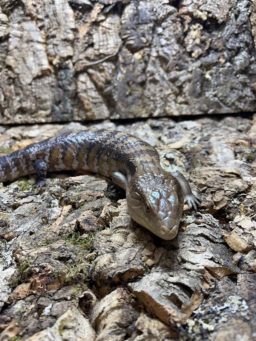 Thumbnail: Tanimbar Blue Tongue Skink