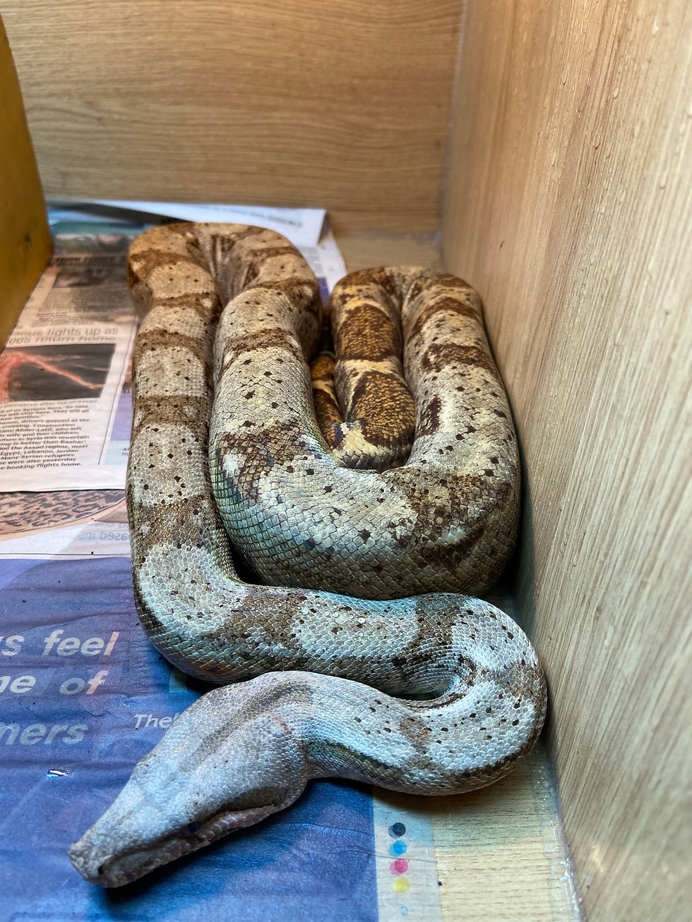 Thumbnail: Hog Island Boa