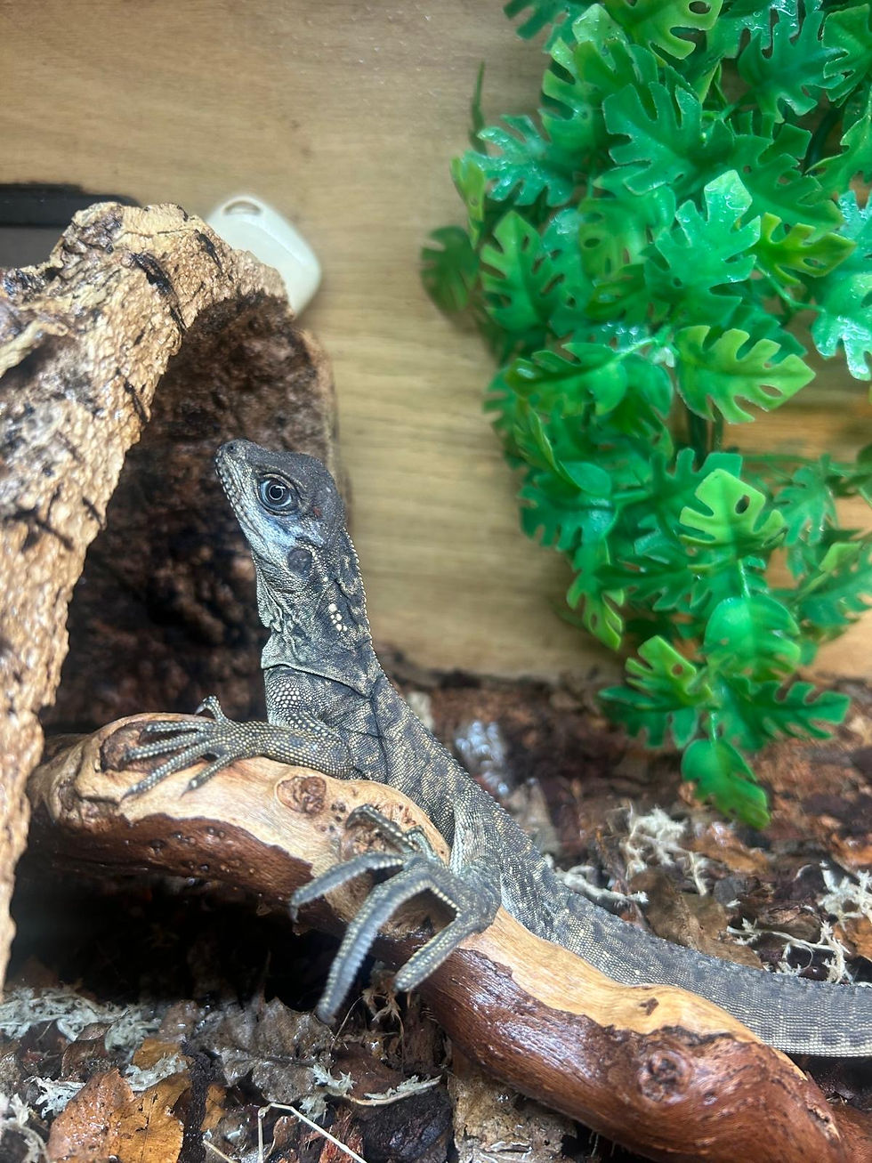 Thumbnail: Sulawesi Giant Sailfin Dragon