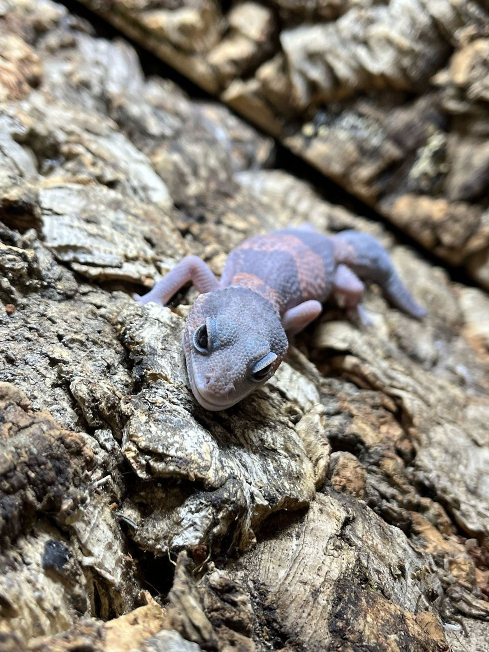 Thumbnail: Ghost Fat Tail Gecko