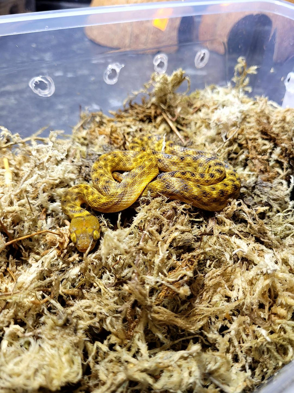 Thumbnail: Madagascan Cat Eyed Snake (Madagasgarophis colubrinus)