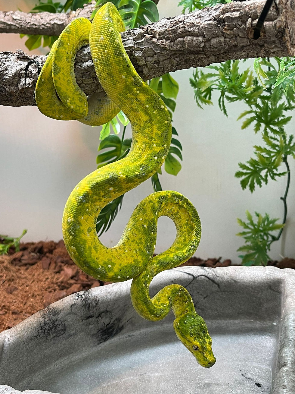 Snakes | Birmingham Reptiles and Pets | England