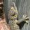 Thumbnail: Tokay Gecko