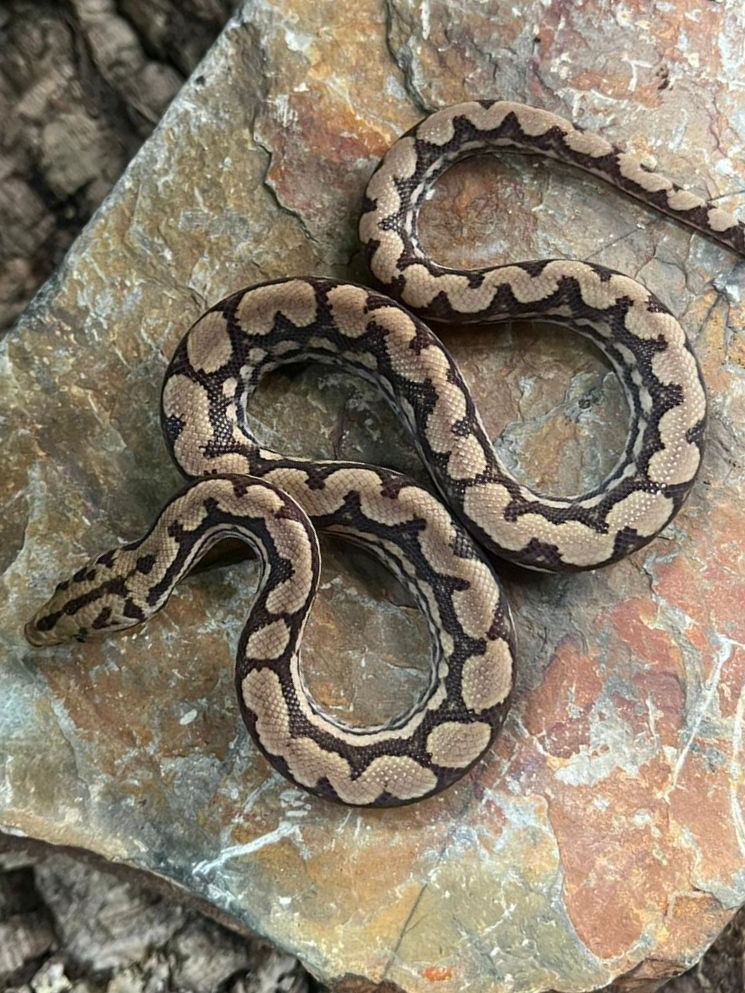 Thumbnail: T+ Albino Columbian Rainbow Boa