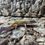 Thumbnail: High Yellow Leopard Gecko