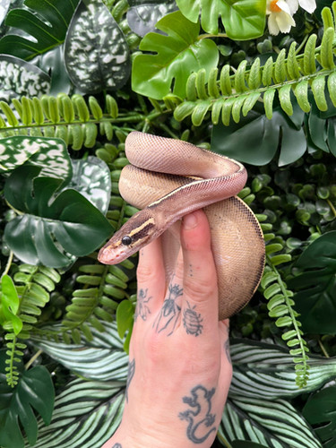 Phantom Freeway Royal Python | Birmingham Reptiles