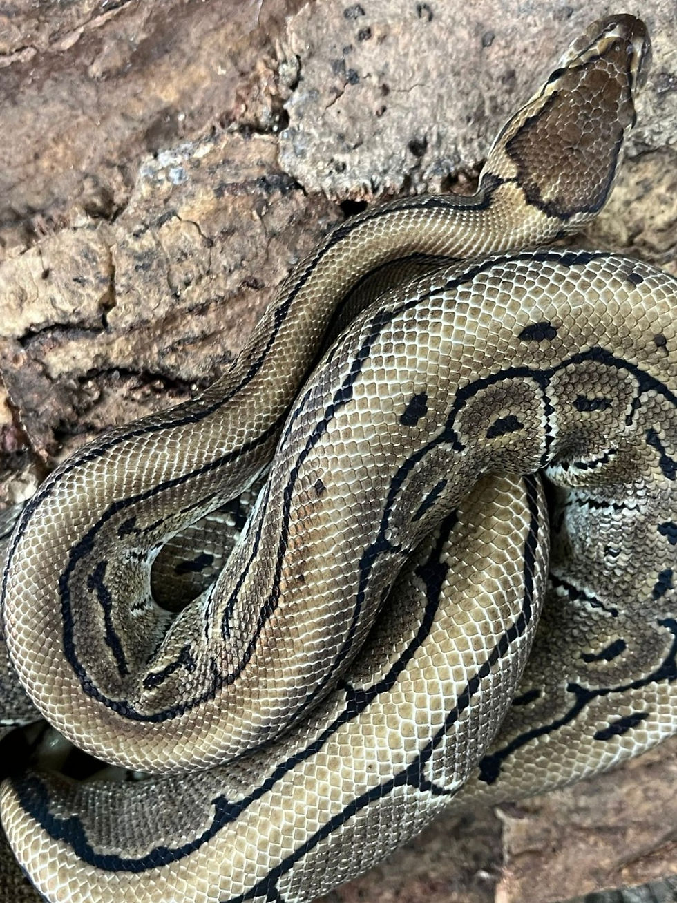 Thumbnail: Pin Stripe Royal Python