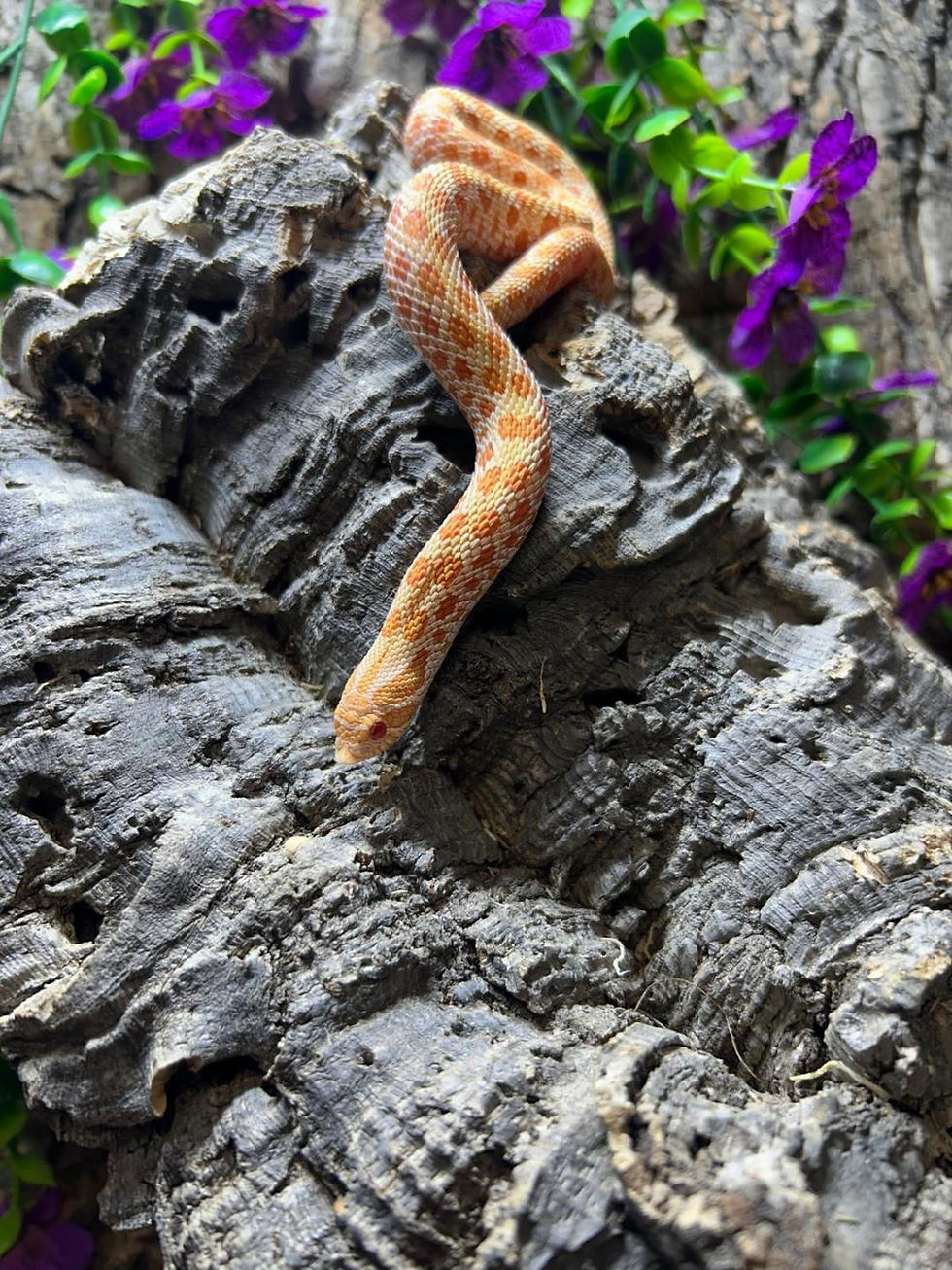 Thumbnail: Albino Western Hognose