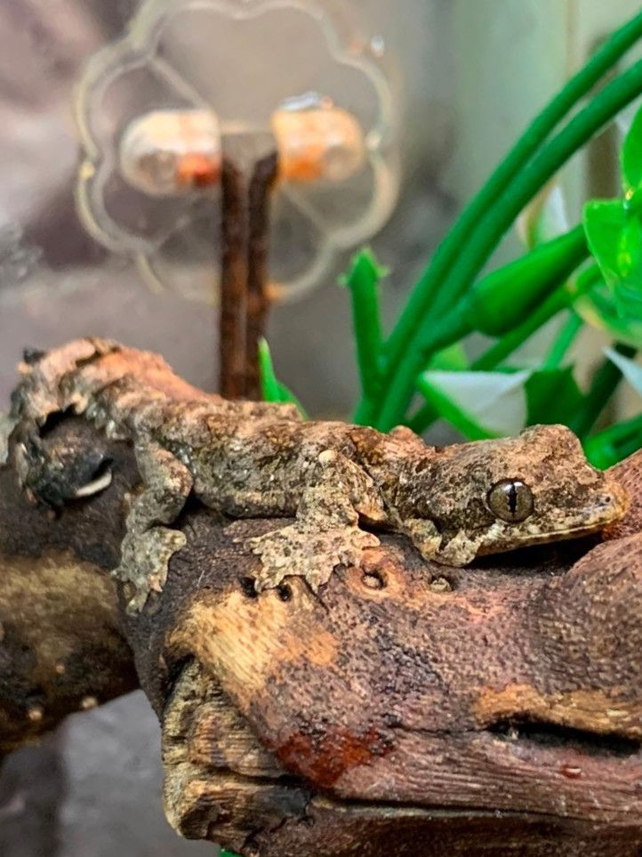 Thumbnail: Flying Geckos