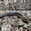 Thumbnail: Tanimbar Blue Tongue Skink