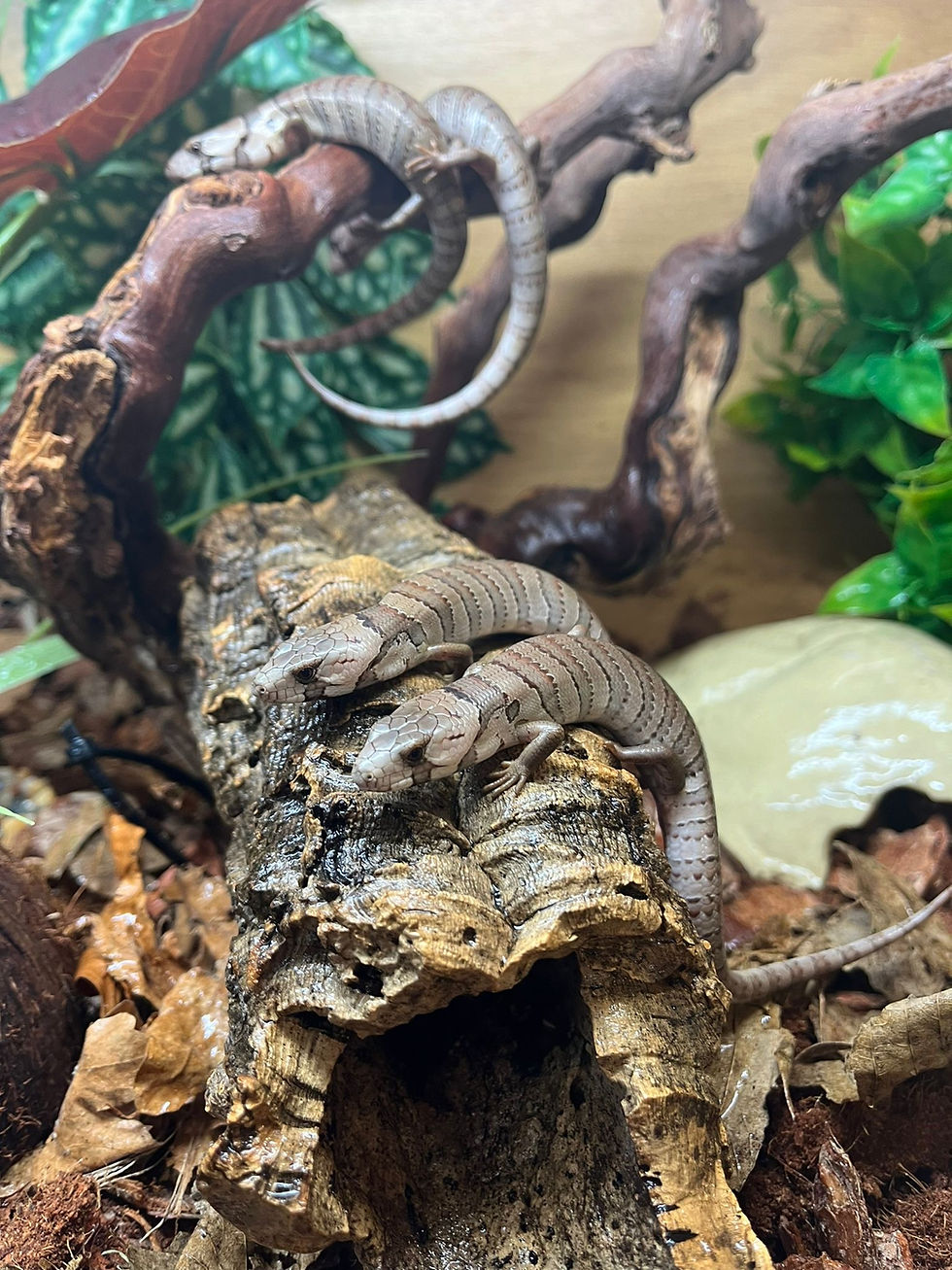 Thumbnail: Pink Tongue Skinks